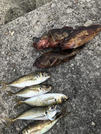 貝塚人工島穴釣り飛ばしサビキショアジギ