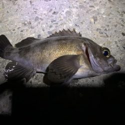 メバリングアジング