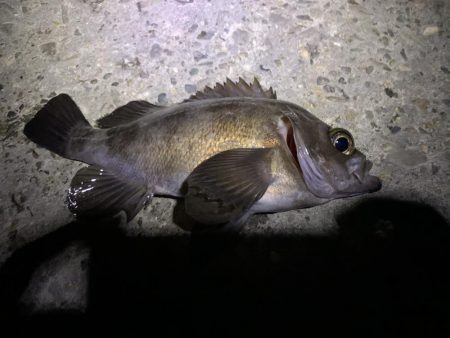 メバリングアジング