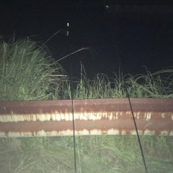 ウナギ〜パート3