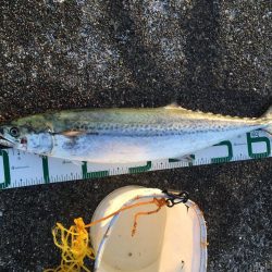 半年ぶりのサワラ