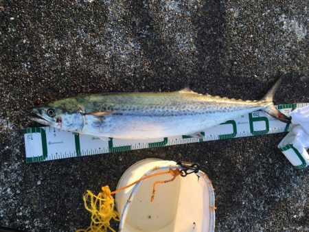 半年ぶりのサワラ