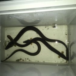 ウナギ〜パート２