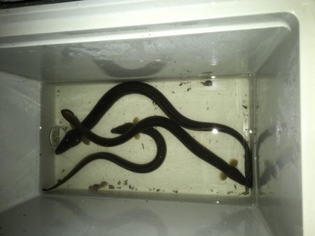 ウナギ〜パート２