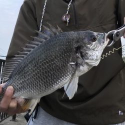 シーバス最終バチ調査