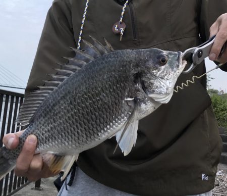 シーバス最終バチ調査