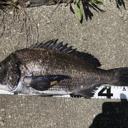 イチノ兄弟、釣果!