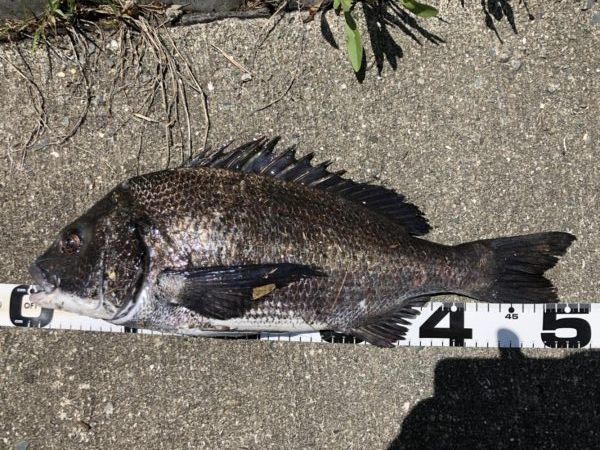 イチノ兄弟、釣果!