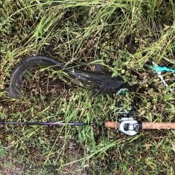 雨の日はナマズ