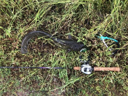 雨の日はナマズ