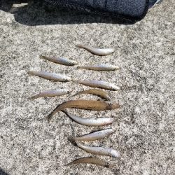 生見海岸、白浜海岸