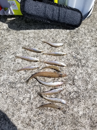 生見海岸、白浜海岸