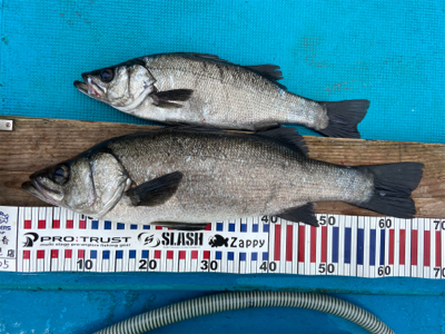 磯撃ちデビュー