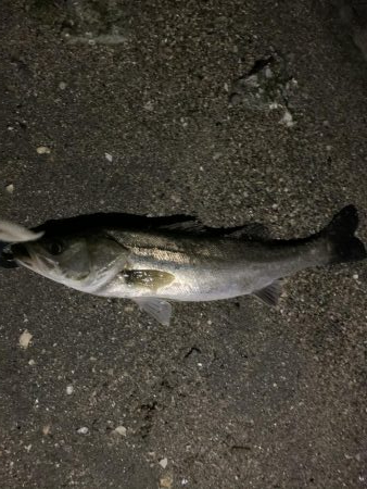 バチパターン継続中