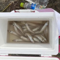 久しぶりのキス調査