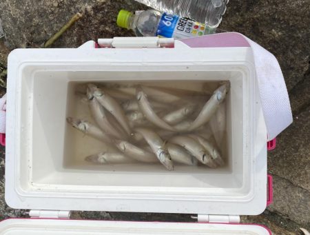 久しぶりのキス調査