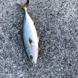 ハマチ回ってます