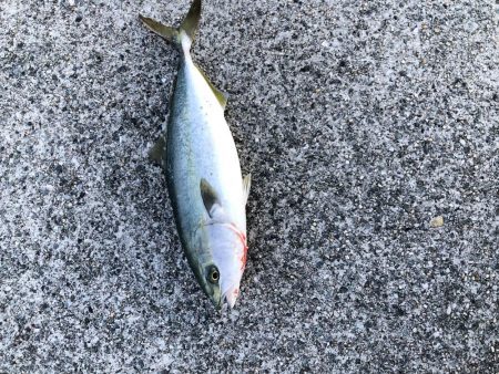 ハマチ回ってます