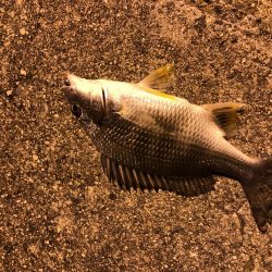 メバリングでキビレ