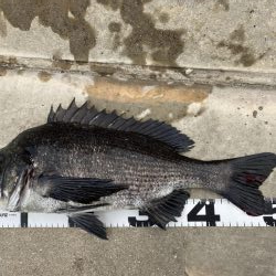 イチノ兄弟、釣果！