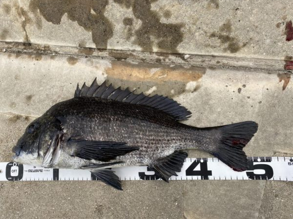 イチノ兄弟、釣果！