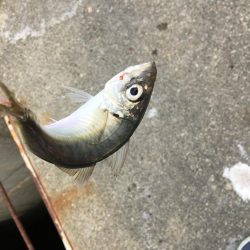 アジ釣り