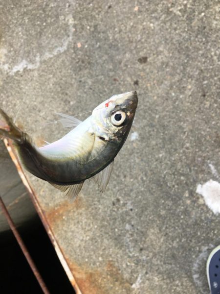 アジ釣り