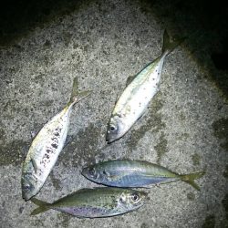 遠投アジング