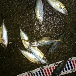 足で稼ぐ遠投アジング