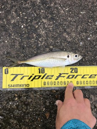 夕まずめアジング