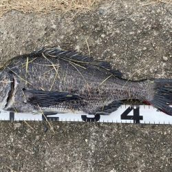 イチノ兄弟、釣果！