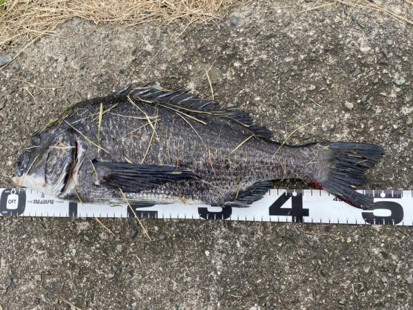 イチノ兄弟、釣果！