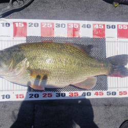 バス釣りボート