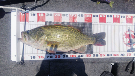 バス釣りボート