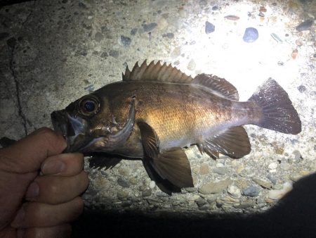 メバリング終盤戦