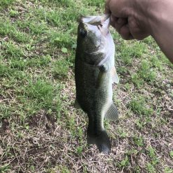 初めてフロッグで