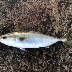 激シブでしたが