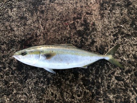 激シブでしたが