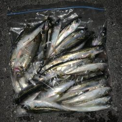 小鯖しか釣れん！