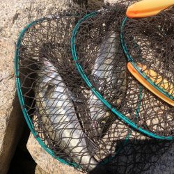 結局、エビ撒き釣り