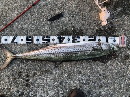 神戸港でサワラが釣れました！