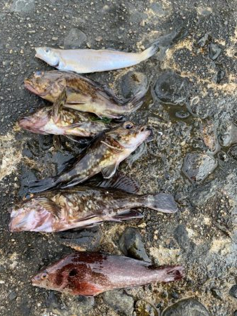 穴釣り　投げ釣り