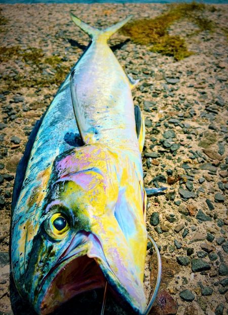 シイラトップゲーム