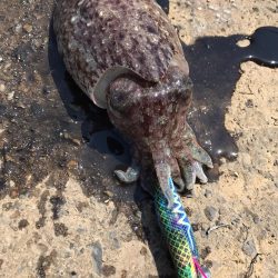 またまたコウイカ