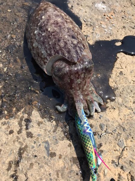 またまたコウイカ