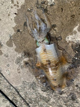 初ヤエンでキロ超！？