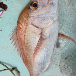 県南沖で小サバ祭り