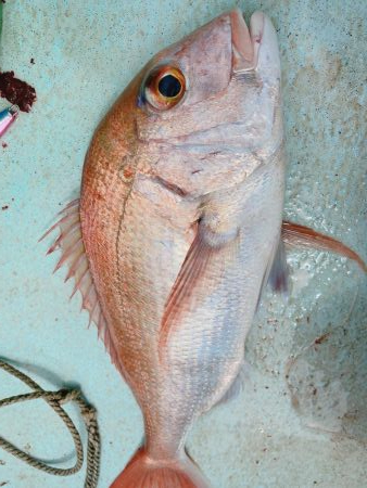 県南沖で小サバ祭り