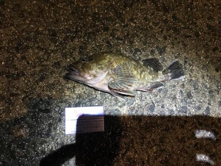 狙い通りのカサゴ