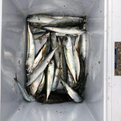 サビキの入れ食い